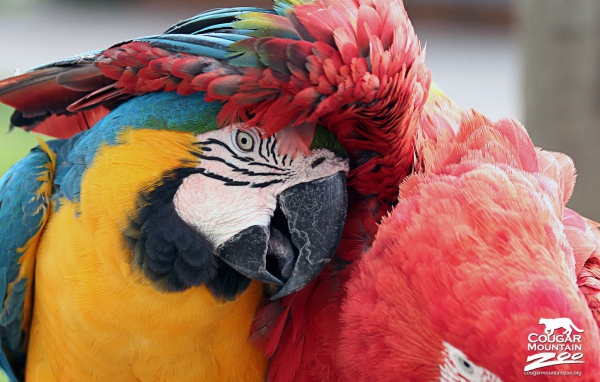 Лучшие друзья