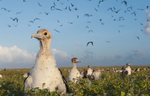 Большие птенцы