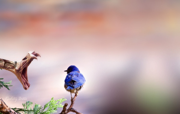 Птичка и змея