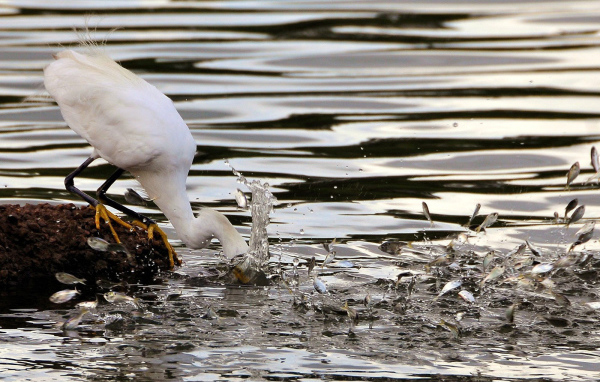 Птица ловит рыбу
