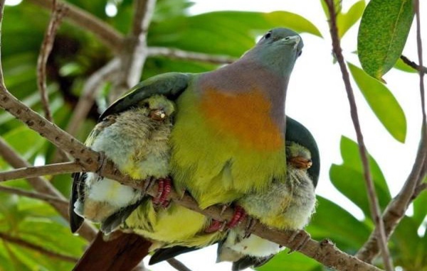 Птица прикрыла птенцов