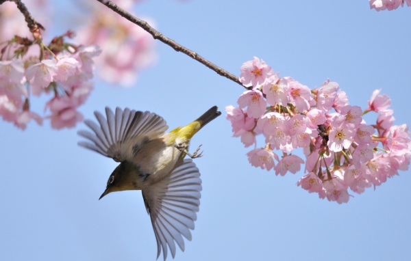 Птица у цветов