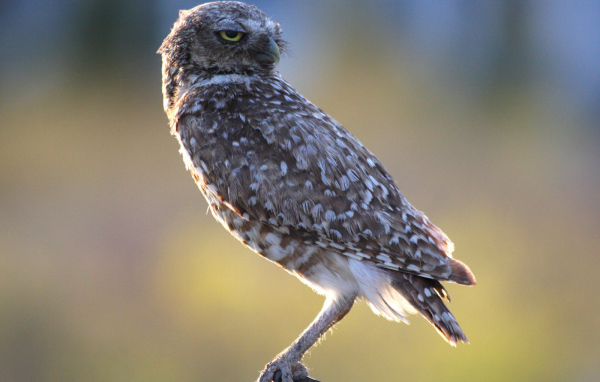 Хищная птица