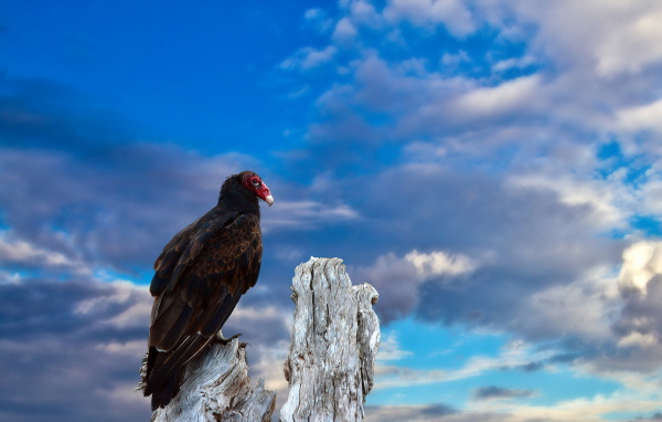 Птица на старом пеньке
