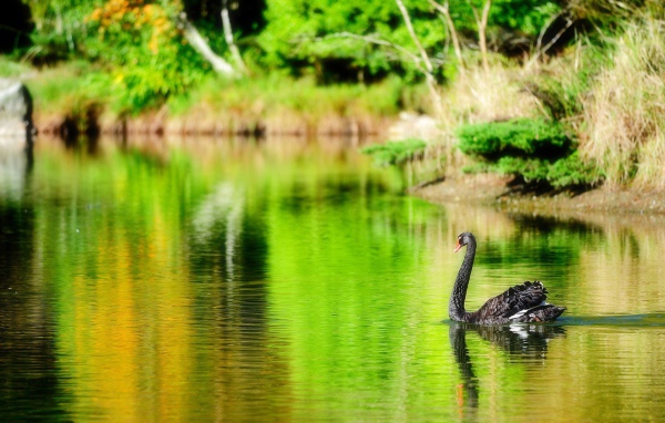 Черный лебедь