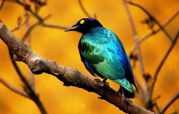 Птица на ветке