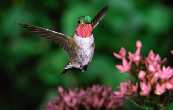 Широкохвостный колибри 