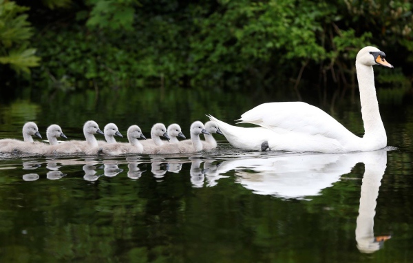 Выводок плывет за мамой