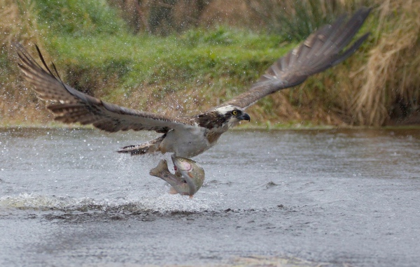 орел поймал рыбу