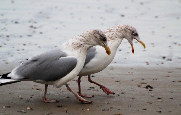 Чайки на пляже