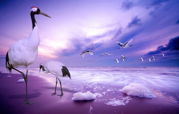 Журавли на пляже