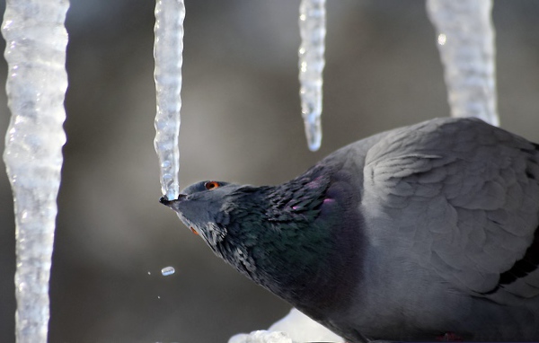 Голубь клюёт сосульку