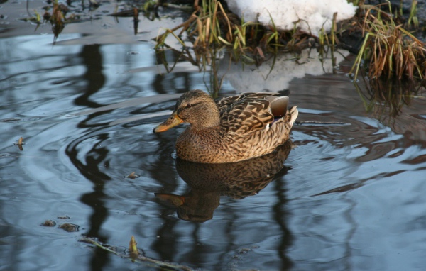 Утка в озере