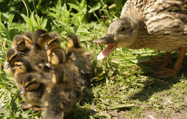 Утка с утятами