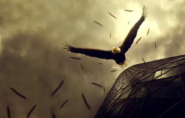 Полет орлов