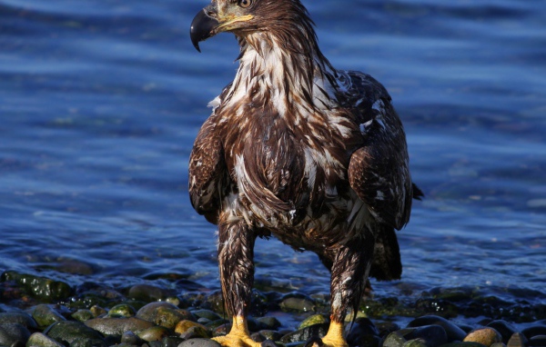 Орел на берегу моря