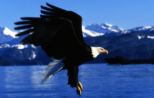 Полет орла на Аляске