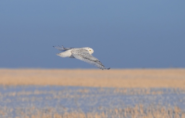 Полет полярной совы