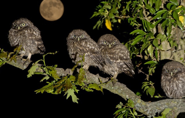 Четыре совы на дереве