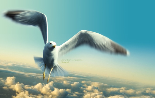 Чайка Джонатана Ливингстона