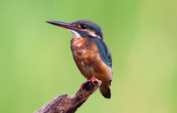 Зимородок на желтом фоне