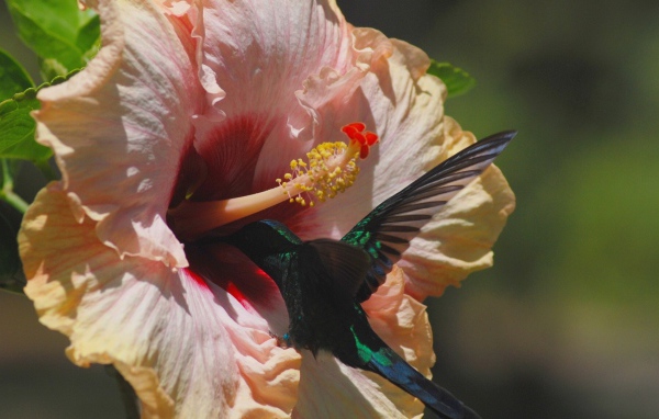 Коллибри на цветке