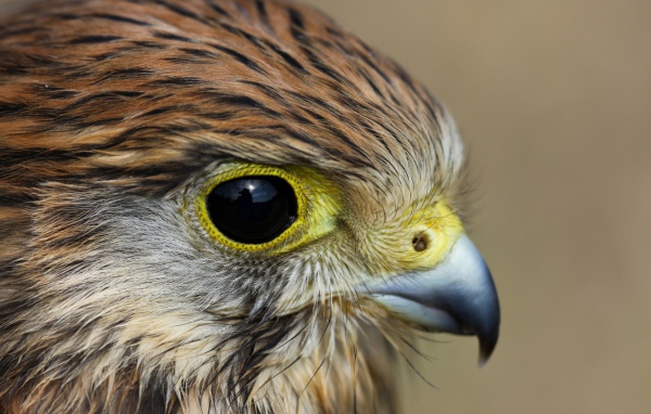 Взгляд пустельги