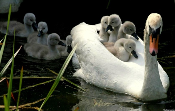 Mama swan with children