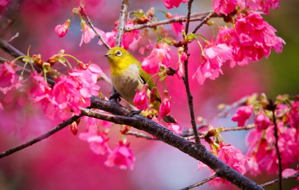 Горная вишневая птичка