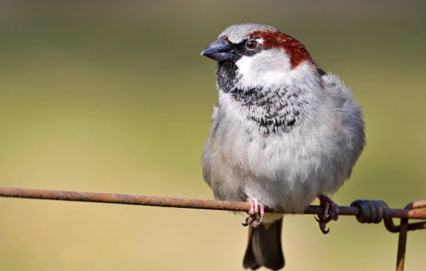 Обыкновенный воробей