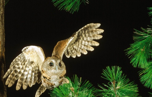 Сова в полете