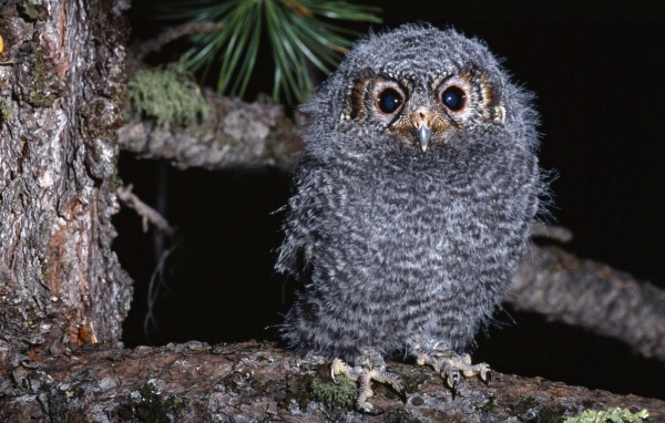 Птенец совы