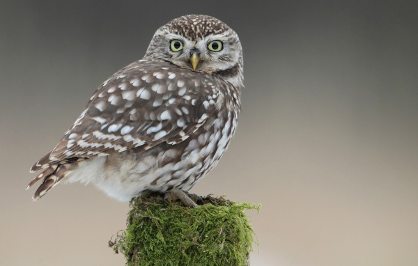 Сова на пеньке