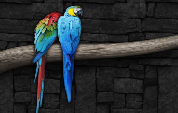 Парочка попугаев