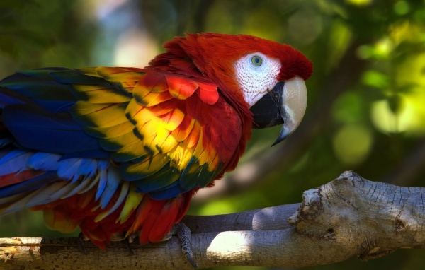 Попугай Ара на ветке