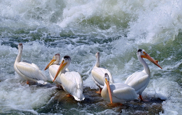 Пеликаны среди волн