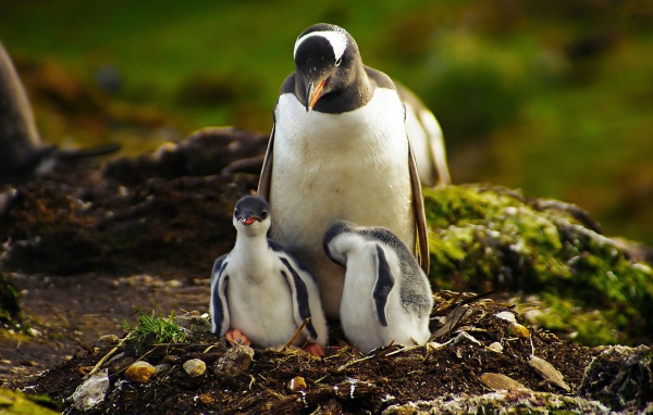Пингвин с птенцами