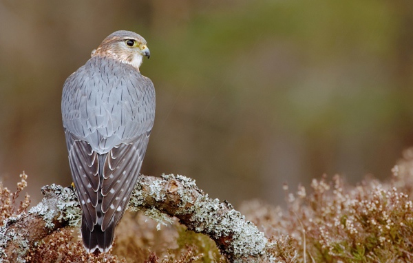 Пиджен ястреб