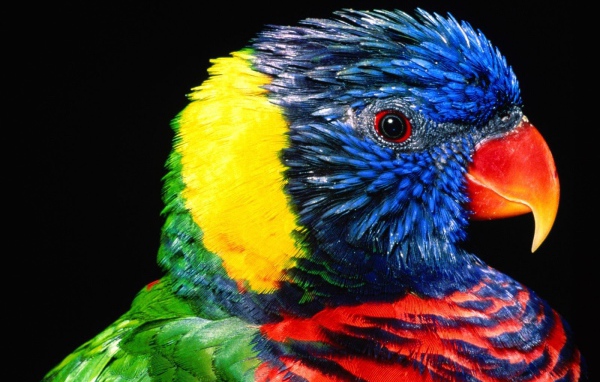 Птица Лорикет