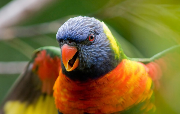 Радужный попугай