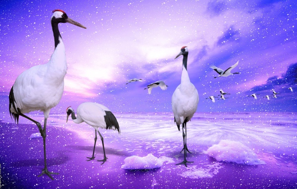 Венценосные журавли, Япония