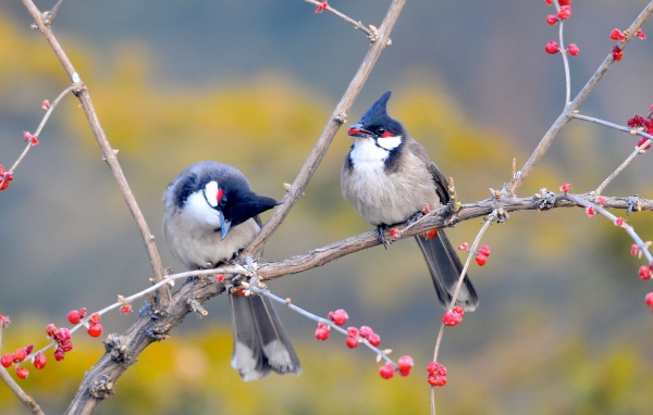 Красноусые птицы 