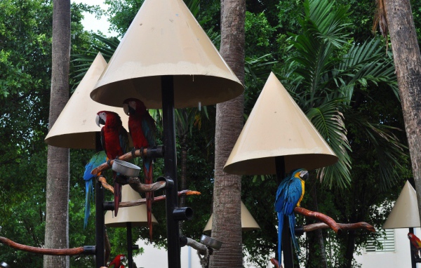 Крыши для попугаев
