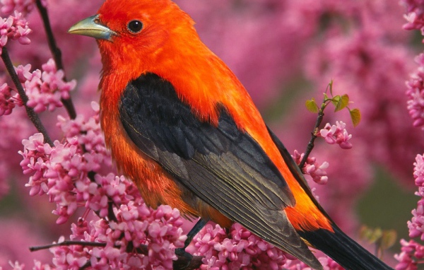 Алая танагра