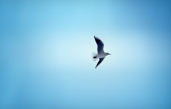 Чайка в небе