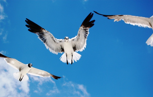 Чайки атакуют 