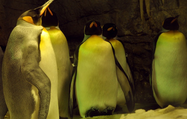 Спящие пингвины 