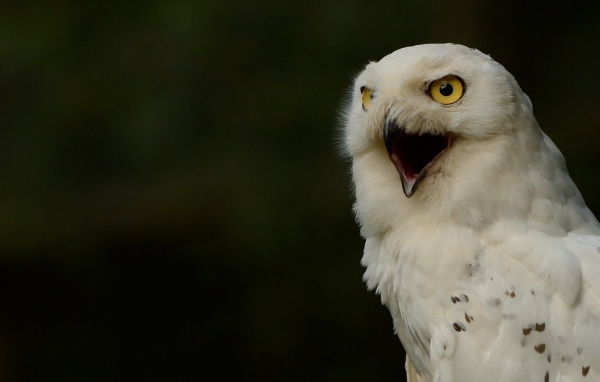 Крик белой совы