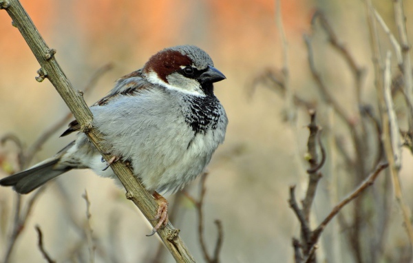 Воробей на ветке