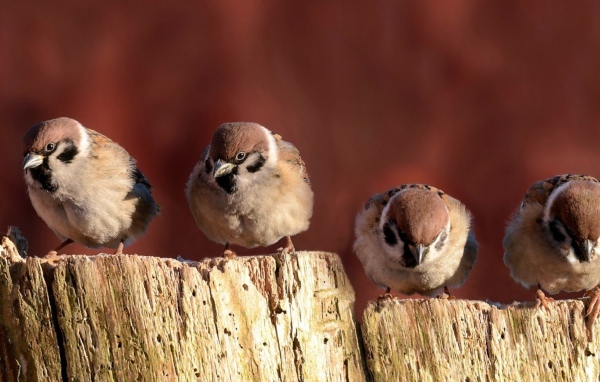 Воробьи сидят на заборе